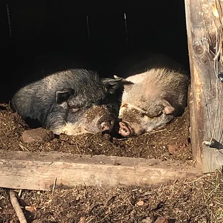 A L'oree De Soi - Maison Forestiere De La Soie - Eco Gite, D'hotes, Au Pied Des Vosges *