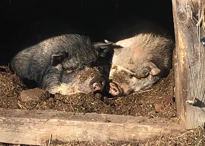 A L'oree De Soi - Maison Forestiere De La Soie - Eco Gite, D'hotes, Au Pied Des Vosges *