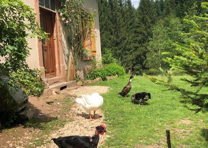 A L'oree De Soi - Maison Forestiere De La Soie - Eco Gite, D'hotes, Au Pied Des Vosges * Saint-Sauveur (Meurthe-et-Moselle)
